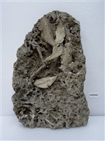 闊葉樓梯草藏品圖，第1張